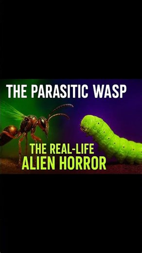 The Parasitic Wasp: The Real-Life Alien Horror in Nature