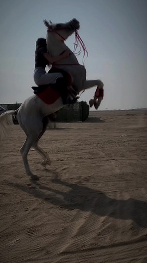 Horse Riding Adventures in Open Sandy Areas