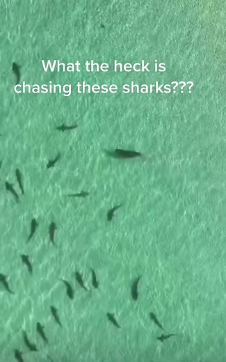 Hints: breaths air, look at the tail.