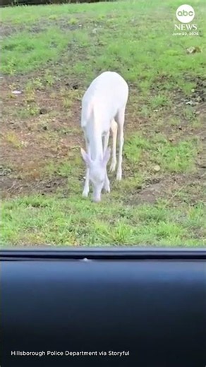 A rare albino deer was spotted in a residential area in Hillsborough, North Carolina.