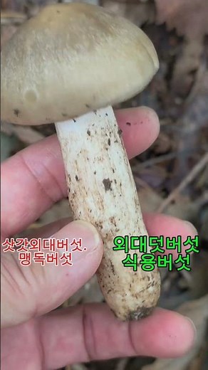 #삿갓외대버섯 #맹독버섯 #외대덧버섯 #식용버섯