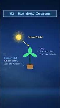 Photosynthese einfach erklärt: Wie Pflanzen aus Licht Traubenzucker / Glucose machen.