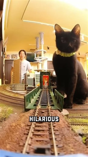 Tiny Trains vs Cats 🐱🚂 #cats #funny