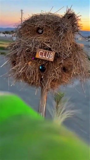 GoPro: A bird's-eye view #parrot #birds #gopro #party #pov #fpv #partytime #viral