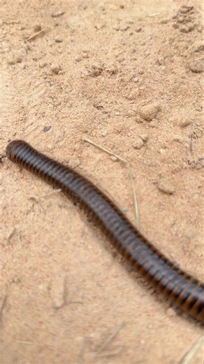 Well Catch Active Centipede And Millipede, Crab Scorpion, Larvae, Snail, Red Spotted Millipede