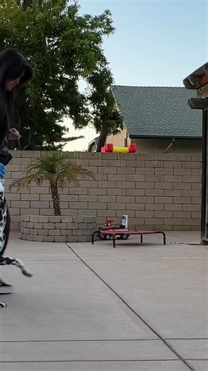 #heeltraining #advancedobedience #balancedtraining #dalmatianpuppy #heelwork #dogsoftiktok #dalmatian #dogtraining #dogtrainingadvice #obediencetraining #dogtraining101 #dalmatiansoftiktok | Henrythedal | Facebook