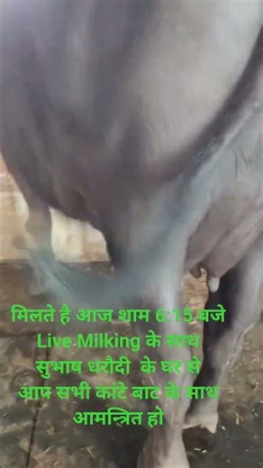 मिलते है आज शाम 6:15 बजे Live Milking के साथ सुभाष धरौदी के घर से