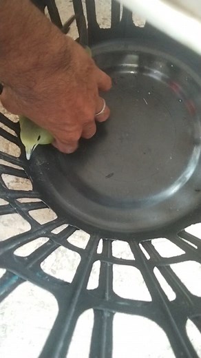 6 comments | Mga idol May nahuli akong ibon paki comment nalang mga idol kong anong klaseng ibon salamat | Vic Mangaporo | Facebook