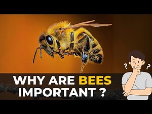 The Importance of Bees in Our Ecosystem | The Planet Voice