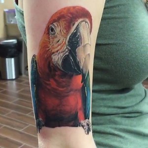 495 shares · 109 comments | Super #realistic parrot by @jakeross #tattoodo | Tattoodo | Facebook