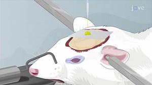 Rodent Brain Microinjection Using a Quartz Microneedle