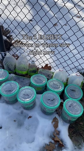 Andrea White on Instagram: "Yes, you can grow seeds outside in the winter 🌱❄️ One of the easiest ways to start flowers, especially in colder climates, is to sow them and let nature do the rest. No grow lights, no hardening off, no constant checking, just simple, set it and forget it gardening. The snow and cold will do all the work for you! If you’re a beginner, this is a perfect place to start. If indoor seed starting has felt tricky, winter sowing is often much simpler. 🌱5 of my favorite EAS