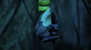 Download Bats Eating Fruit in The Night for free