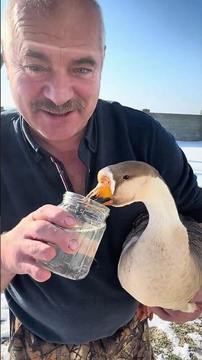 Please tell me what to feed a wild goose, it fell from the sky and injured its wing, what to do, ...