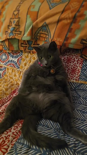 Tofuthetinydancer (@tofuthetinydancer)’s videos with original sound - Tofuthetinydancer