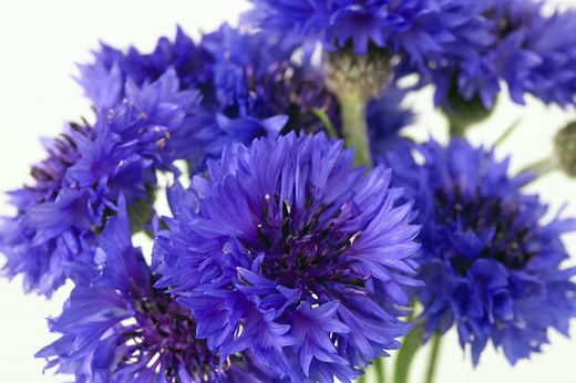 What Is the Difference Between a Cornflower & a Bachelor's Button?