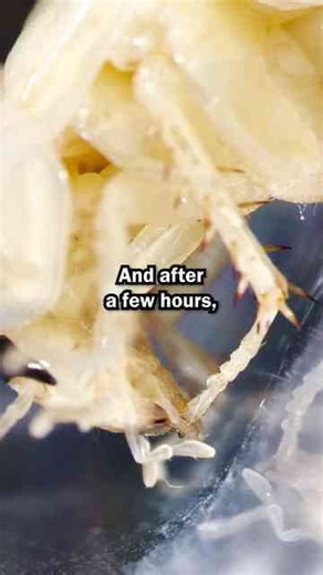 A Super Rare Albino Cockroach?!