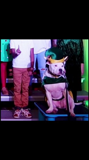 Stole the show…Ruh Roh🎶 #dog #doglover #petlover #therapydog #dogsofinstagram #pitbullsofinstagram #deaf | Cole the Deaf Dog- The Team Cole Project
