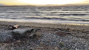 So alive! | Birch Bay Fan Club