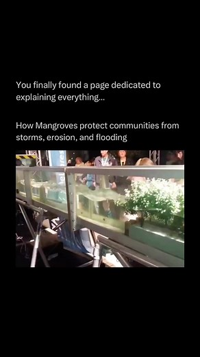 5M views · 72K reactions | Mangroves protect coastal communities by...