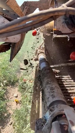 35K views · 30 reactions | Automatic tomato seperation | Farm Improvement | Facebook