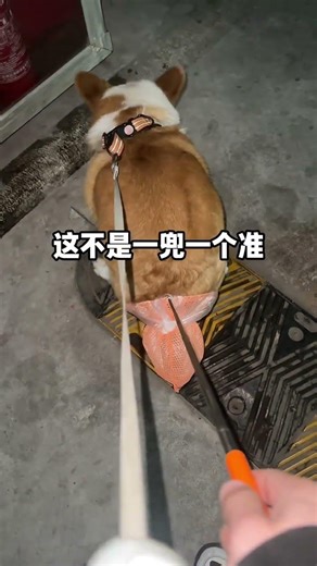 Instant Dog Walking Mastery: The Civilized Way