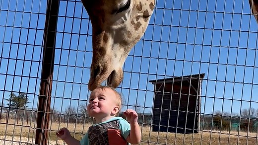 200K views · 5.2K reactions | This giraffe is so affectionate towards its human friend! 漣 | Daily Mail Video | Facebook