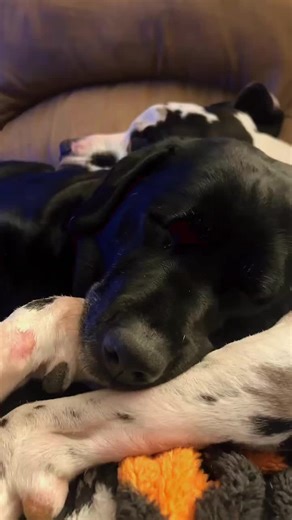 The ‘little’ one who thinks he’s a lap dog ❤️ #lapdog #fypシ #dog #labrador #dane @Pedigree @Netflix @IAMS™ Dog & Cat Food @Royal Canin @Petco @Blue Buffalo @CapCut @Amazon Home @PetSmart @PURINA