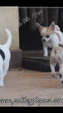 Elevage chihuahua - Chiot chihuahua à vendre ou a réserver !