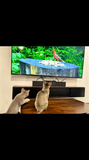 Excuse me, in a meeting here! lol Boardroom rental Boardroom table with comfortable seating • High-speed Wi-Fi • Large screen / TV for presentations • HDMI & screen-sharing capability • Whiteboard & markers • Clean, quiet, professional space • Wheelchair-accessible washroom Optional Add-On Services Available through Workshop Café: • Fresh coffee, tea & water service • Light catering & snack trays • Printing & scanning • Zoom / Teams setup • Early morning or after-hours access • Meeting setup & c