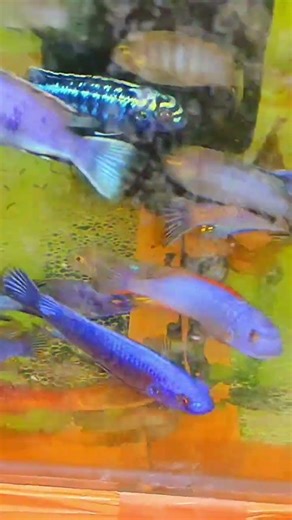 Mbuna Cichlids 🔥 #exoticaquariumfish #cichlid #tropicalfish #aquariumhobby #aquariumfishmarket