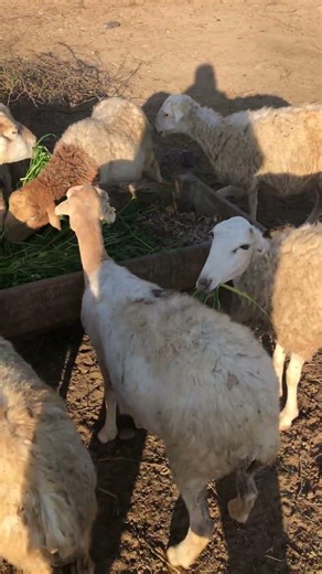 #SmartSheep #AnimalCompilation #ViralAnimals