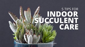 The Ultimate Guide: 5 Simple Tricks for Healthy Indoor Succulents