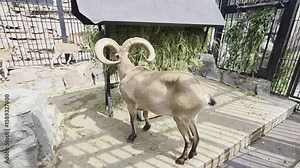 Video of Mountain Goat with Curved Horns Feeding in Enclosure. A large mountain goat with impressive curved horns eats hay inside a zoo or wildlife enclosure with rocky terrain