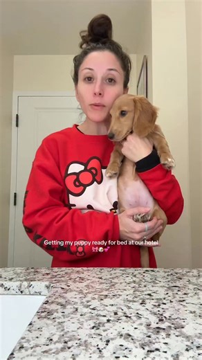 Mirren the Mini Dachshund on Instagram: "Getting my puppy ready for bed at our hotel 💕"