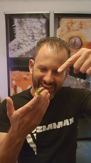 1.2K views · 27 reactions | Come see Altitude Exotics THIS WEEKEND at the @reptilian_nation_expo here in Denver Colorado! I'll be bringing a ton of my best geckos, all ages and all price ranges! Stop by to say hi  #reptiliannationexpo #denver #reptileexpo | Altitude Exotics | Facebook