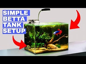 Building a Simple Betta Tank: TUTORIAL