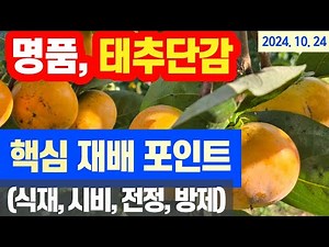 Premium Taechu Persimmons: Essential Cultivation Tips #Planting, Fertilizing, Pruning, PestControl