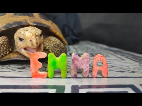 ASMR Tortoise Eating Fruit Shaped Like "EMMA" 🐢 Relaxing Munching