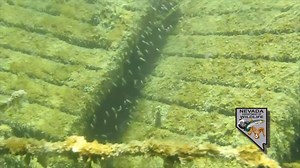 3.5K views · 93 reactions | It's another Wildlife Wednesday. Today we'll see what NDOW biologists find when they dive near artificial habitat structures in Lake Mohave. | Nevada Department of Wildlife | Facebook