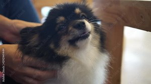 Owner scratching rubbing dog back with love