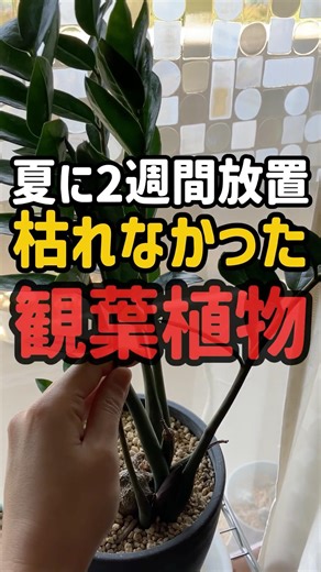 [The Strongest] This is the incredibly strong houseplant that didn't wither even after being left...