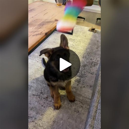 I swear I’m smart, just bad at catch! 😅 Also I was totally fine after my tumble. #gsd #gsdpuppy #puppyfail #fyp #puppytiktok #puppylife #germanshepherd