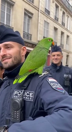 Caméra caché 🤪 Perroquet amazone vert qui parle – Humour, sketchs