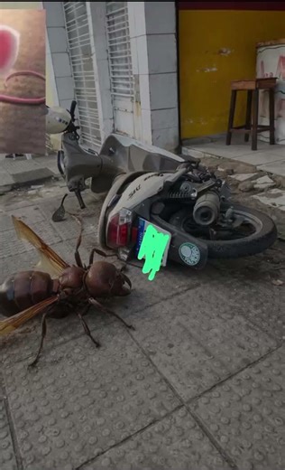 A tanajura derrubou a moto , como pode isso Brasil? 😂 #meme #tanajura #humor #moto