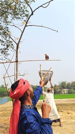 How did the hawk hunt?😮😮 #funny #shortvideo