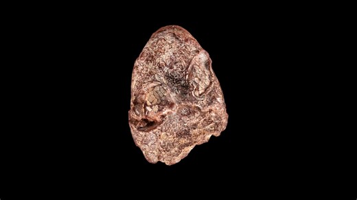 New ancient amphibian species discovered in Smithsonian collection