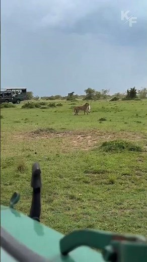 Cheetah vs Gazelle – The Fastest Land Predator Strikes