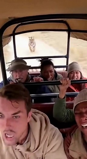 716K views · 7.8K reactions | tiger attack-2 | Kiran Wakade | Facebook