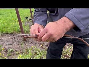Guyot Pruning